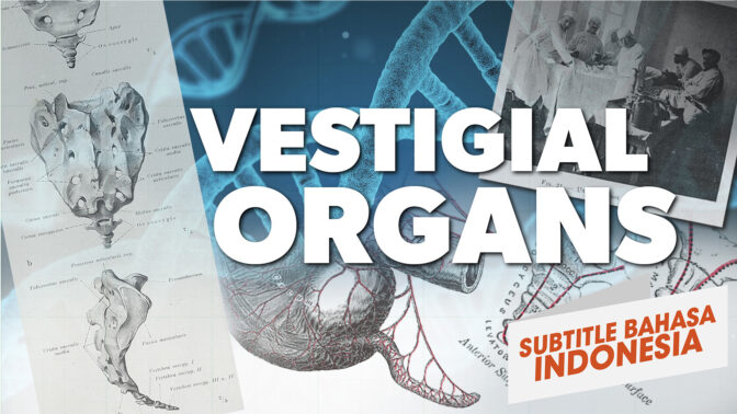 Organ Vestigial (Vestigial Organs)